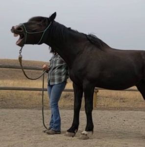 Meet your Posher, Samantha